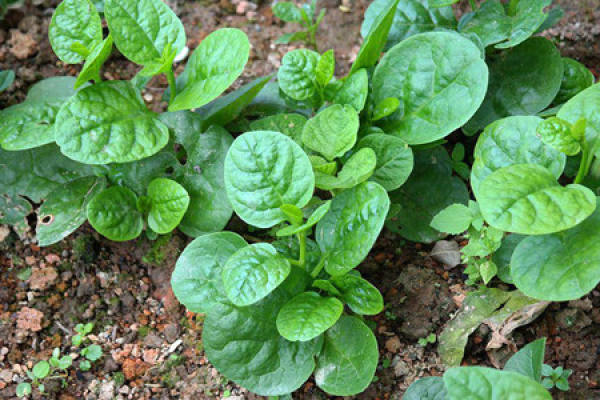 vegetable