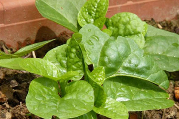 Gurgling vegetable