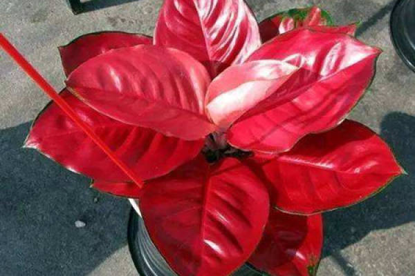 Herba Cochinchinensis