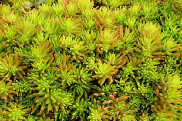 Sedum
