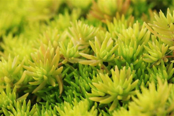 Sedum lineare