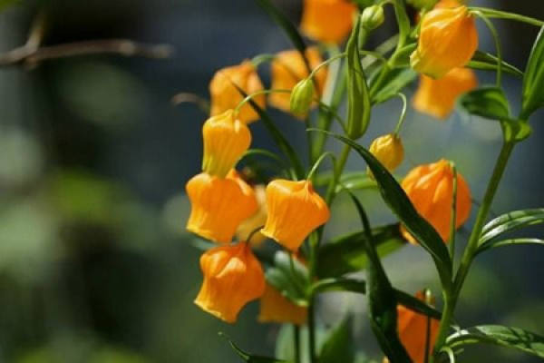 palace lantern Lily