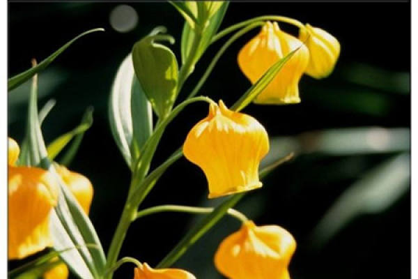 Lily with palace lantern