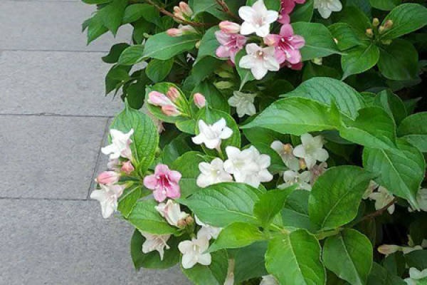 sea flower