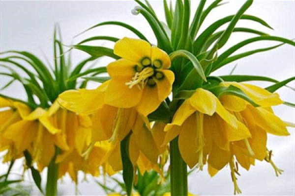 Fritillaria
