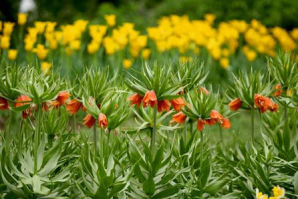 Fritillaria