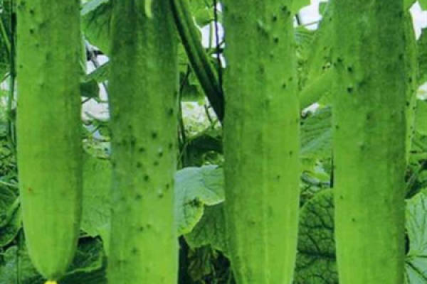 cucumber