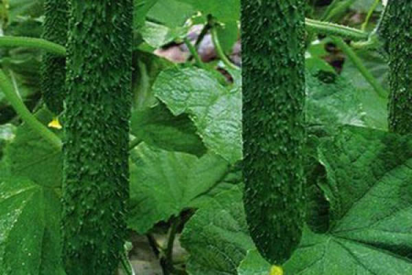 Cucumber