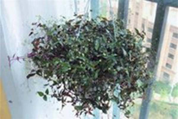 Bridal Chlorophytum Bridal Chlorophytum