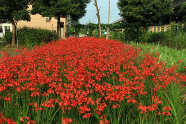 Mars flower