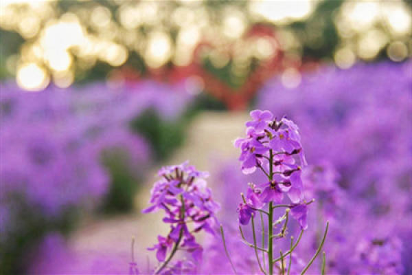 blue fragrant mustard