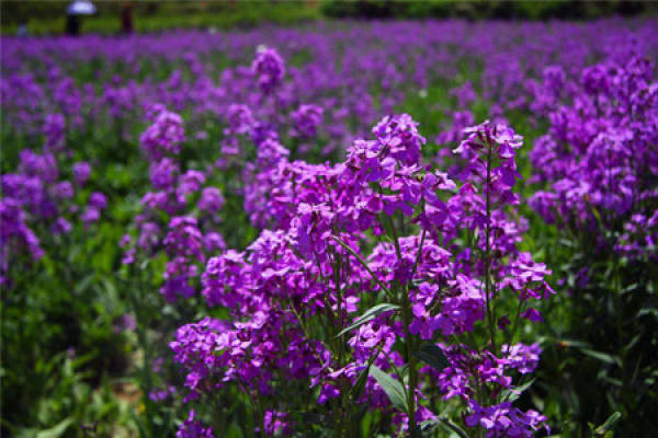 Cymbopogon