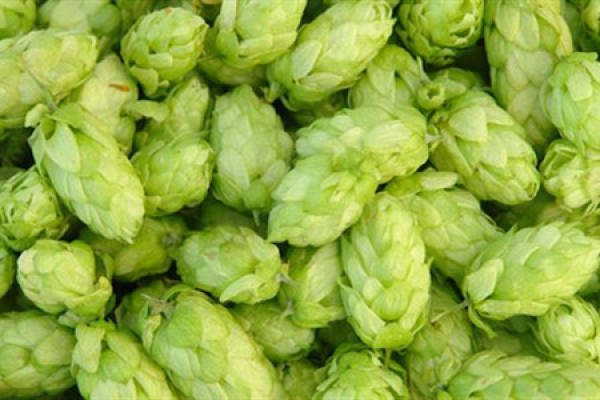 Hops