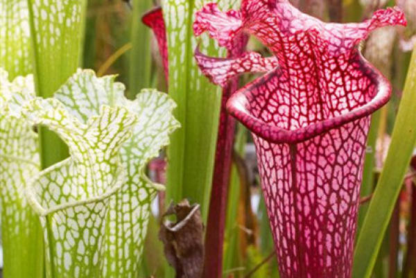 pitcher plant