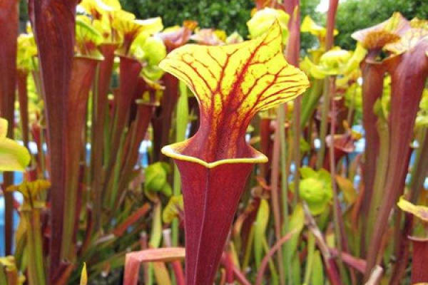 Sarracenia