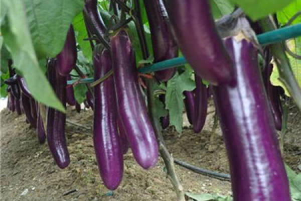 Eggplant