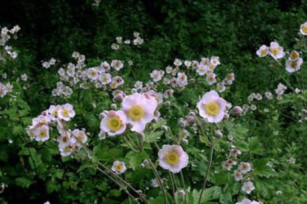 autumn peony