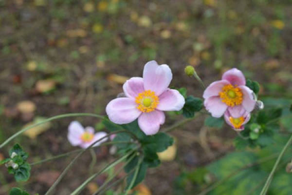Anemone