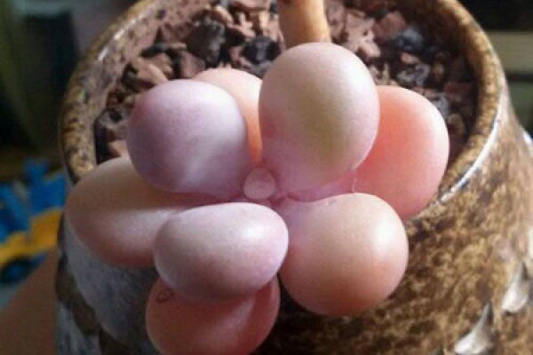 peach egg