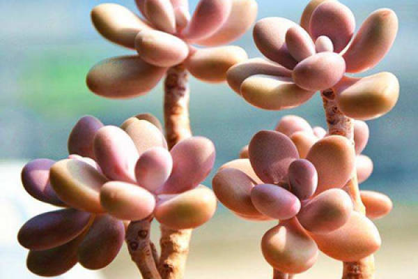 Peach Egg