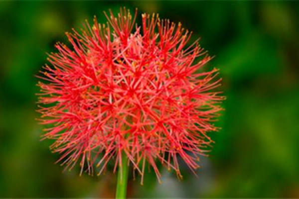 Tennis Ball Flower