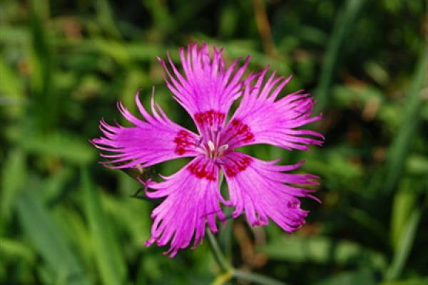 Herba Dianthi