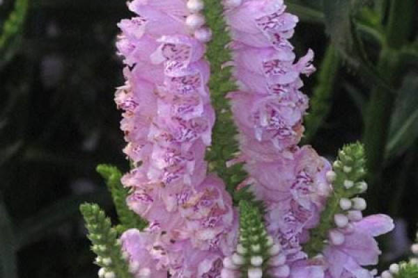 casual grass casual grass