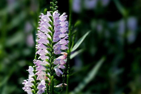 Random grass Random grass