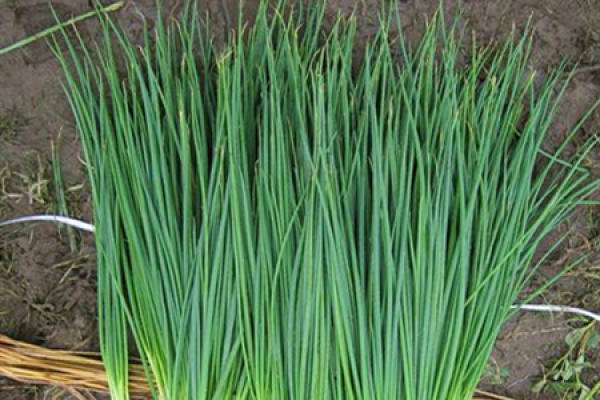 chive