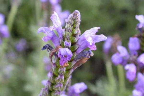 Lavender