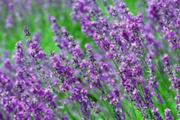 Lavender pinnata