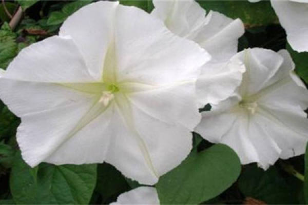 moonflower