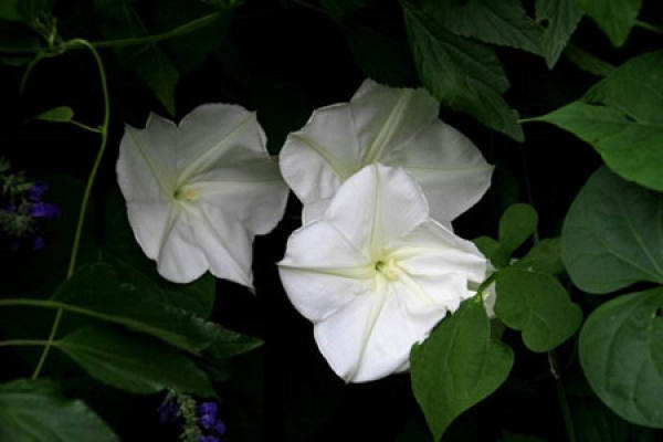 Moonflower