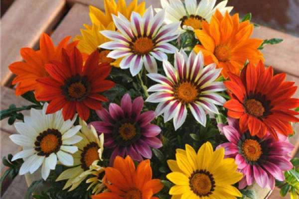 Chrysanthemum