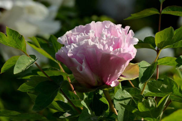purple peony
