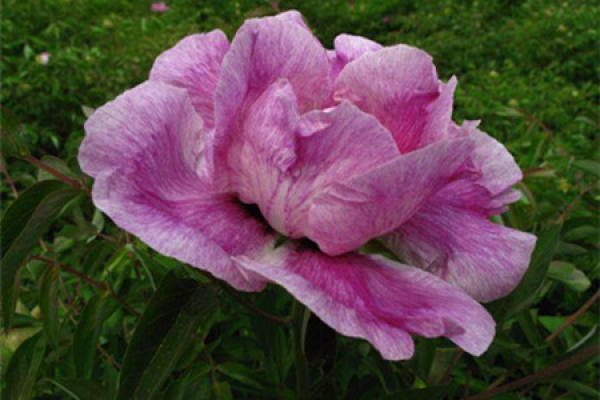 Paeonia rockii