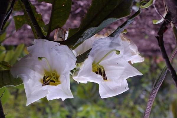 Lily Rhododendron