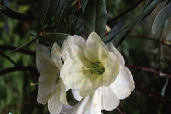 Lily Rhododendron