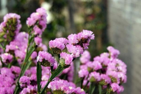 Limonium sinense