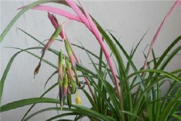 Water Tower Flower