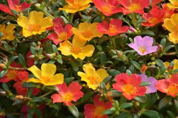 Portulaca grandiflora
