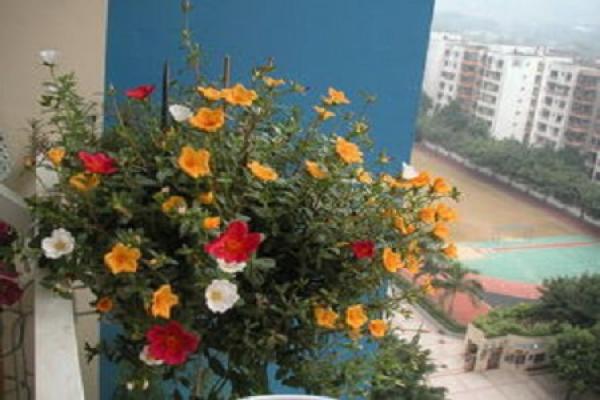 Portulaca grandiflora