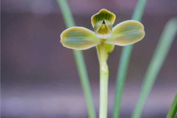 watercress