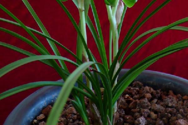 Cymbidium forrestii