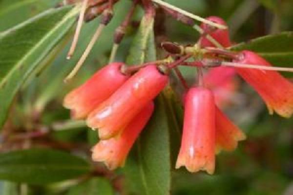 Rhododendron siphonanthum