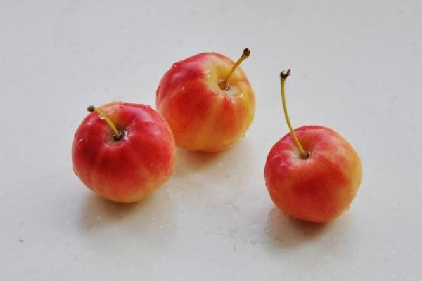 Begonia fruit