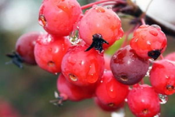 Begonia fruit