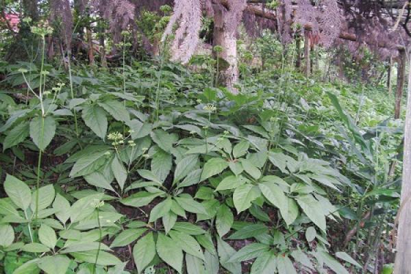 Panax ginseng