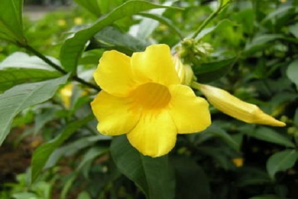 Allamanda flaccida