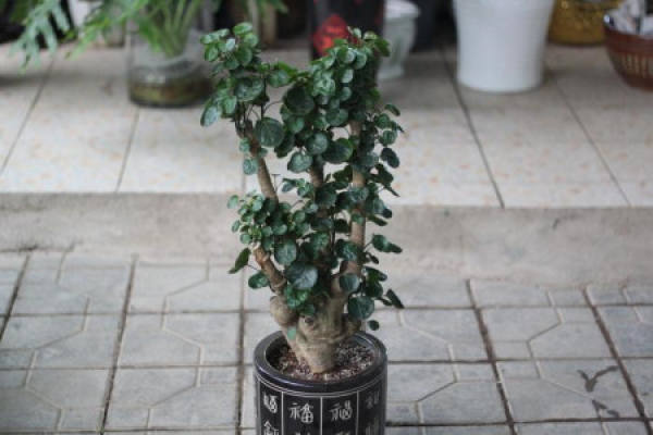 Qiandou tree